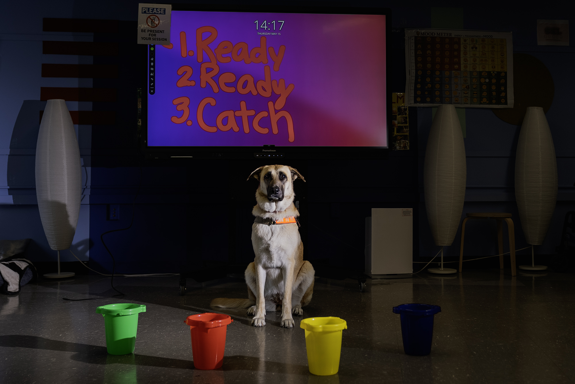 A therapy dog sits alert in a darkened classroom in front of a colorful screen showing the words Ready Ready Catch
