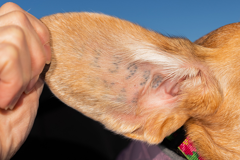 A close-up of a dog's ear being examined, showing a tattoo used to identify research animals.